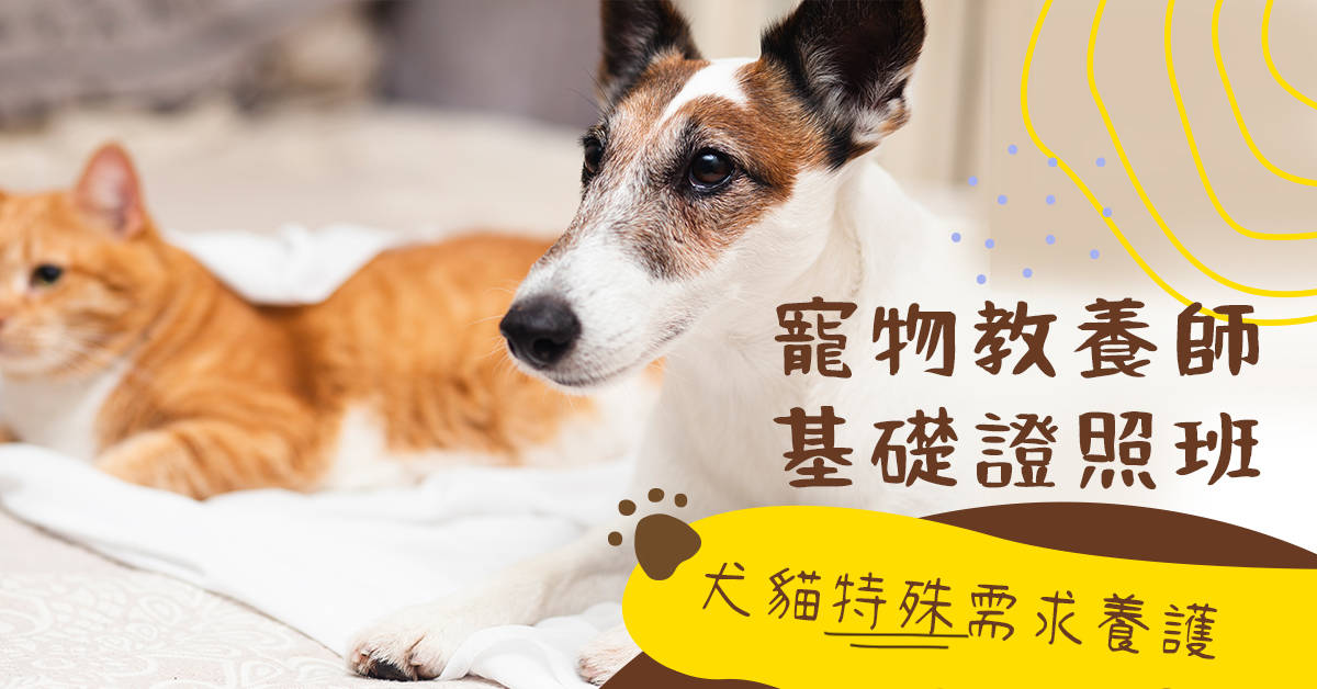 寵物教養師基礎證照班:犬貓特殊需求養護(進階班)